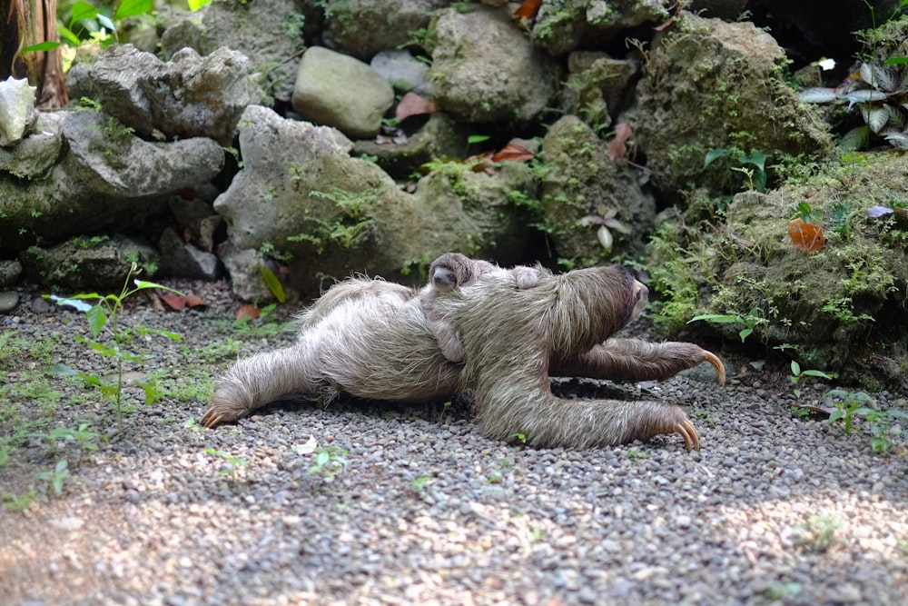 two chimpanzee lying on soil at daytime