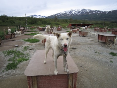 A white dog with blue eyes stands on a platform in an outdoor dog kennel area. The dog is chained and surrounded by numerous other dogs in similar enclosures. The landscape in the background features lush greenery and snow-capped mountains under a cloudy sky.