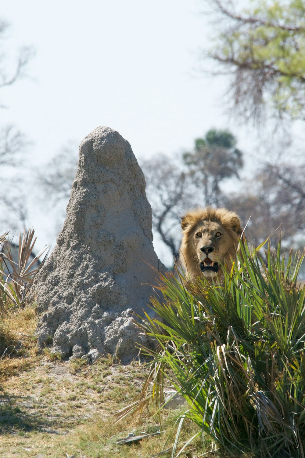 lion near gray rock