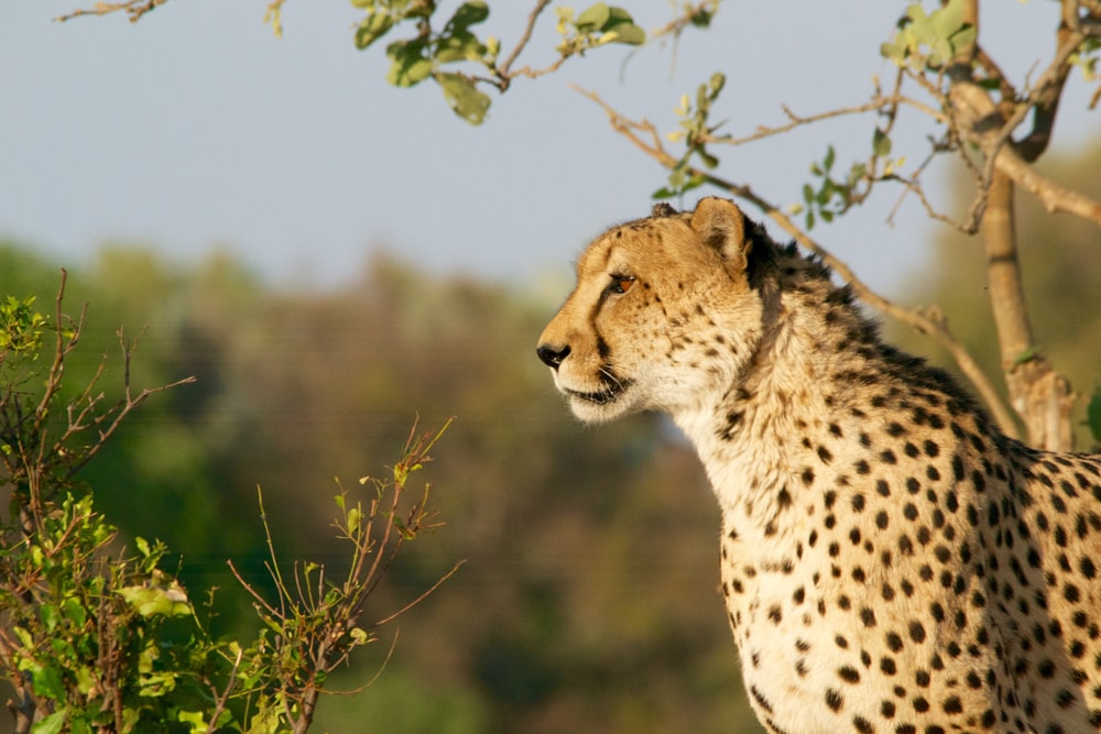 shallow focus photography of brown and black cheetah