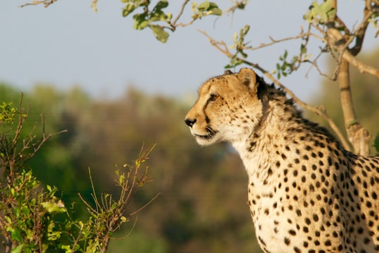 shallow focus photography of brown and black cheetah in Ngamiland East Botswana
