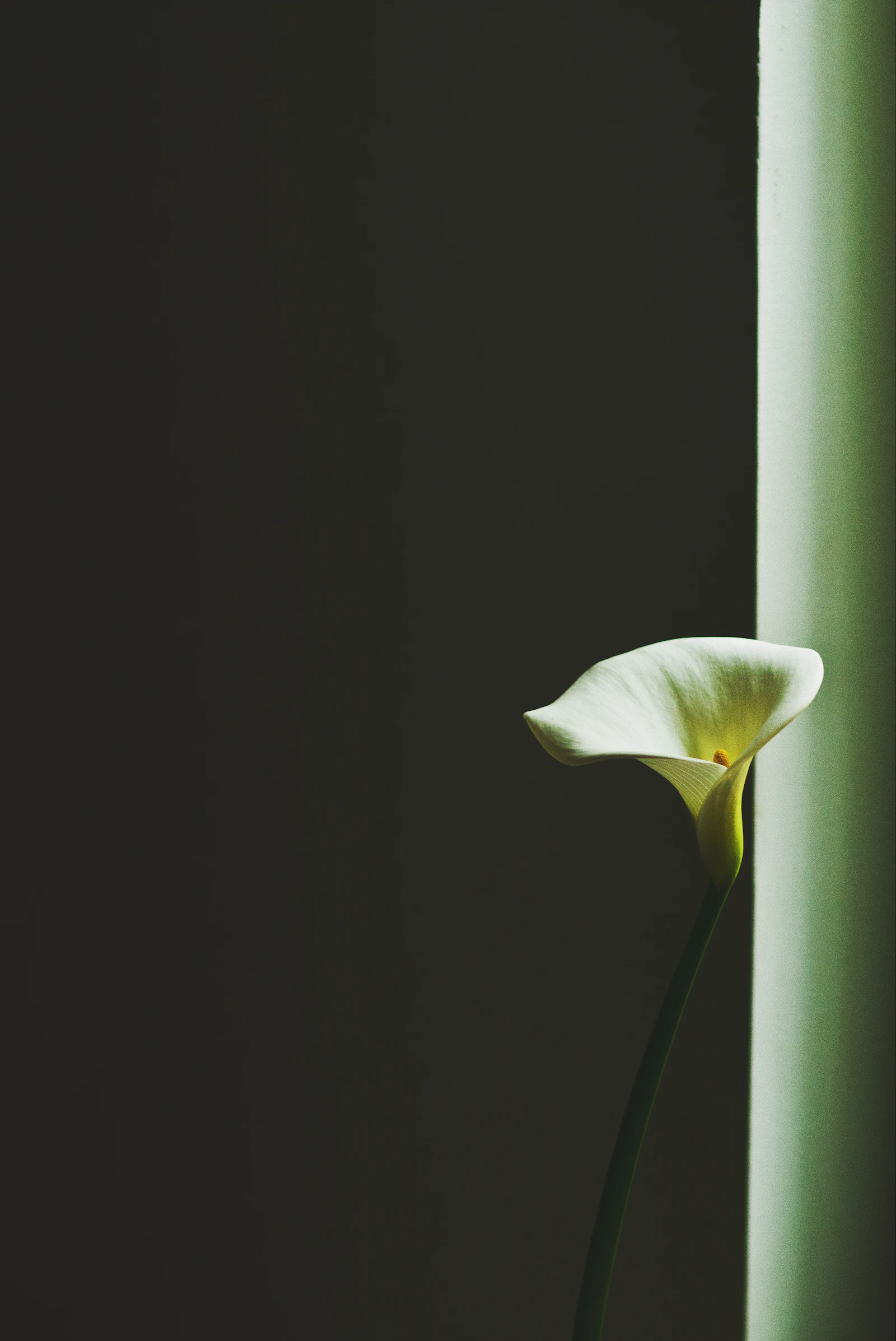 Close-up of a white peace lily spathe and glossy green leaves beside a sunlit window