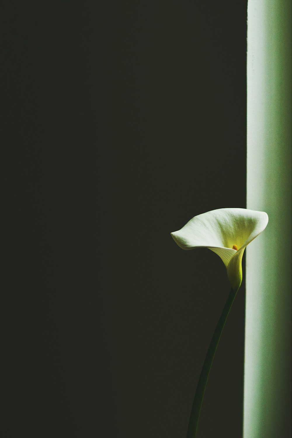 closeup photo of white peace lily near the window