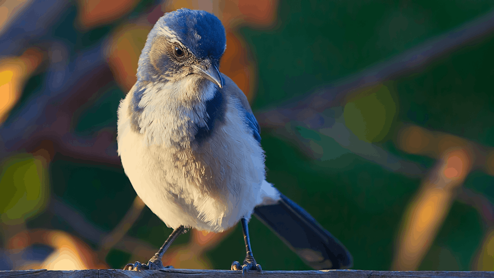 close up photo of gray and white bird