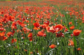 red flowering plant