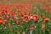 red flowering plant