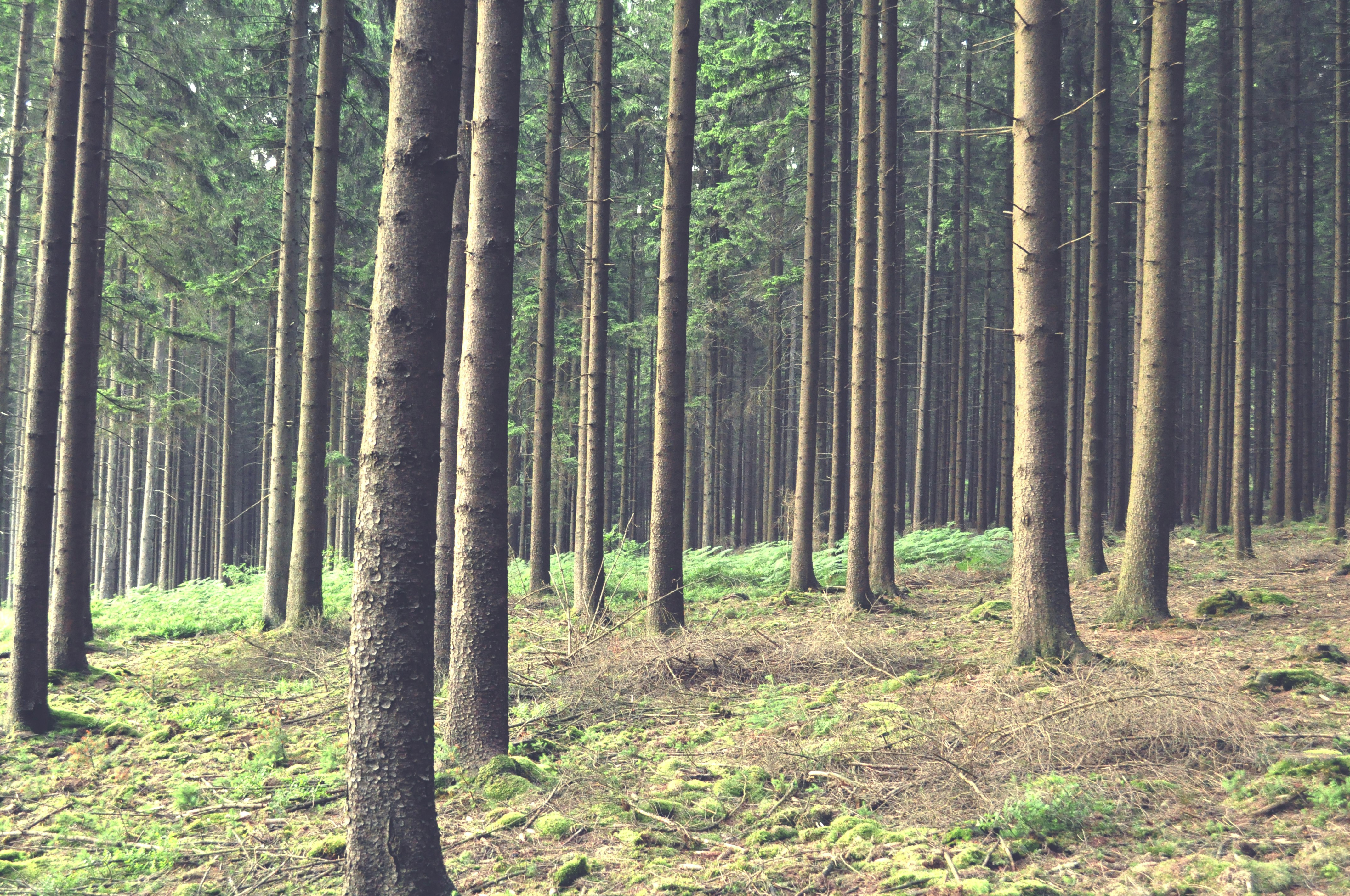 Free Unsplash photo from Joke Wouters