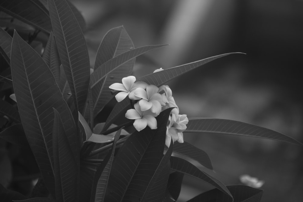 Fotografía en escala de grises de flores de 5 pétalos