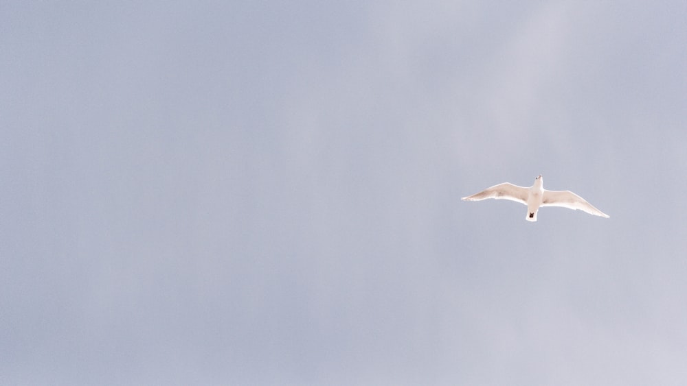 white bird flying in the middle of sky taken at daytime