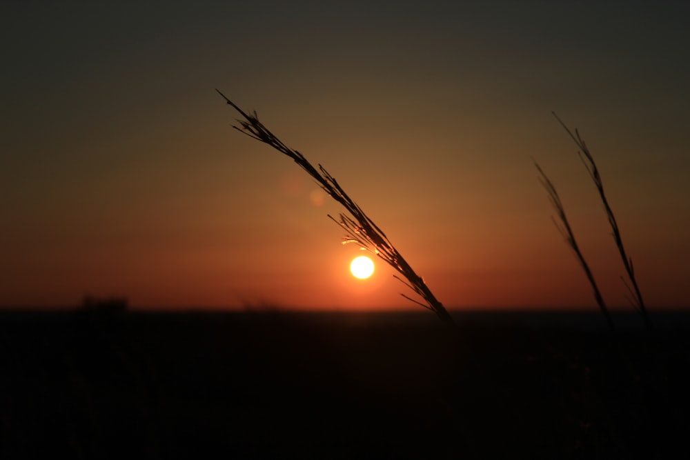 silhouette of grass during sunset