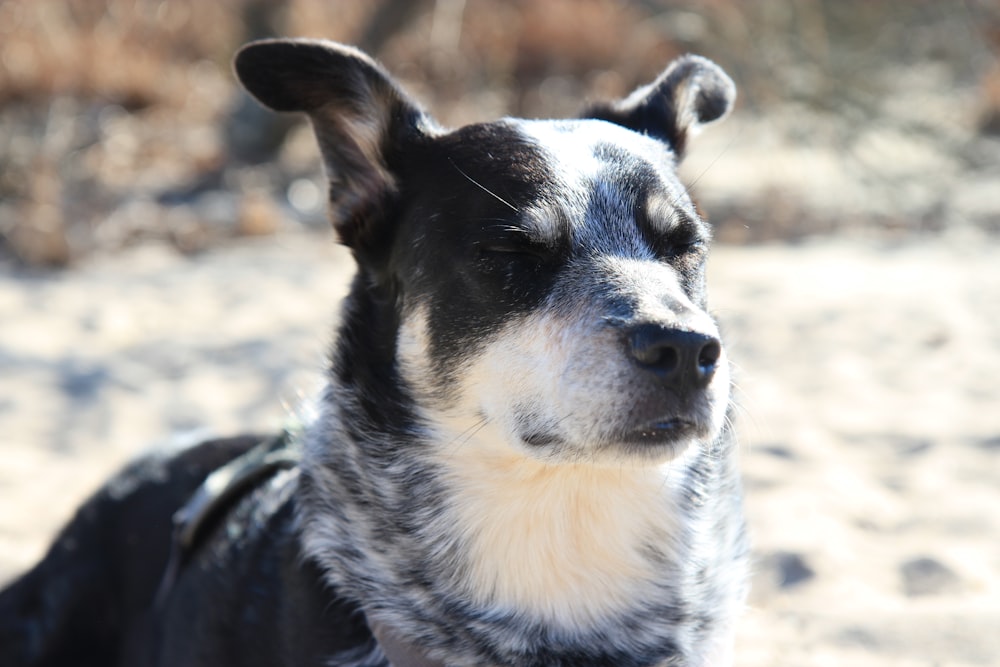 black and white short coat dog