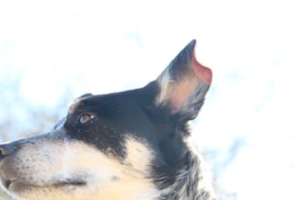 A portrait of a dog's head is captured from the side, focusing on its alert ear and attentive eye. The background is brightly lit, creating a soft and serene atmosphere.