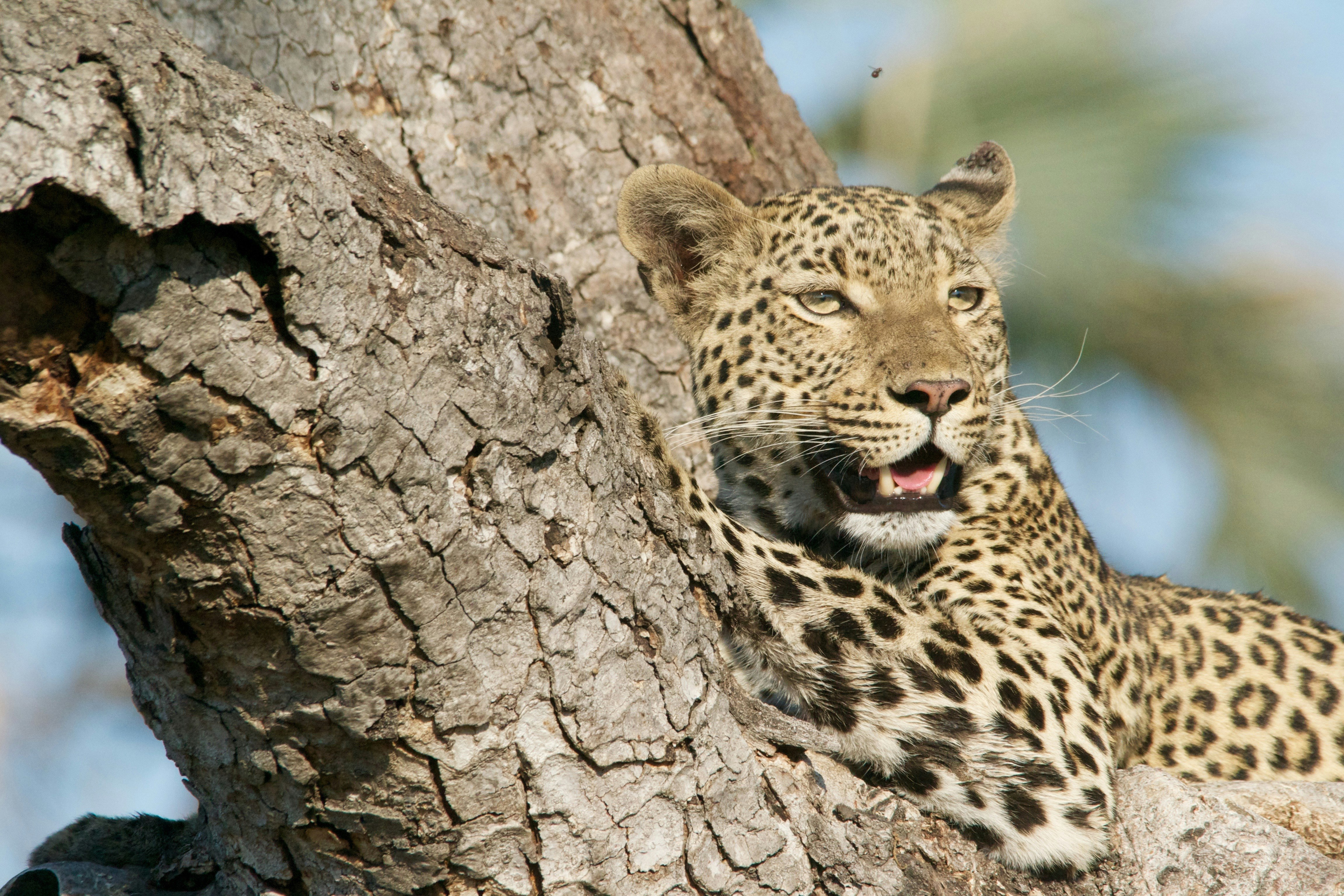 leopard on tree stem