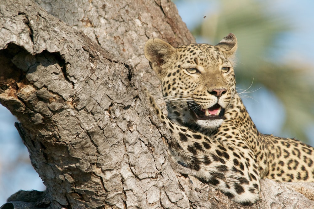 leopard on tree stem