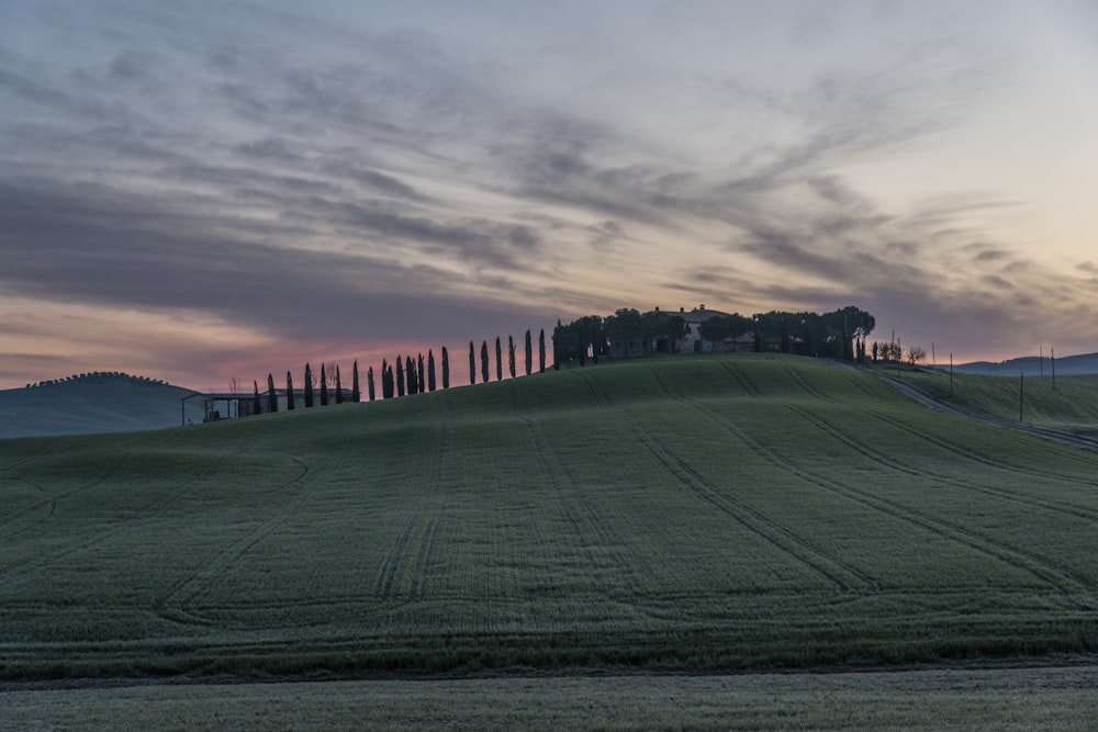 green grass field during golden hour landscape photograph