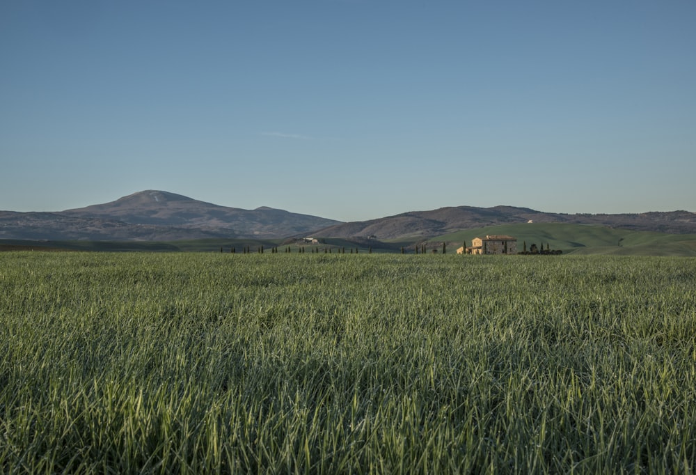 green field