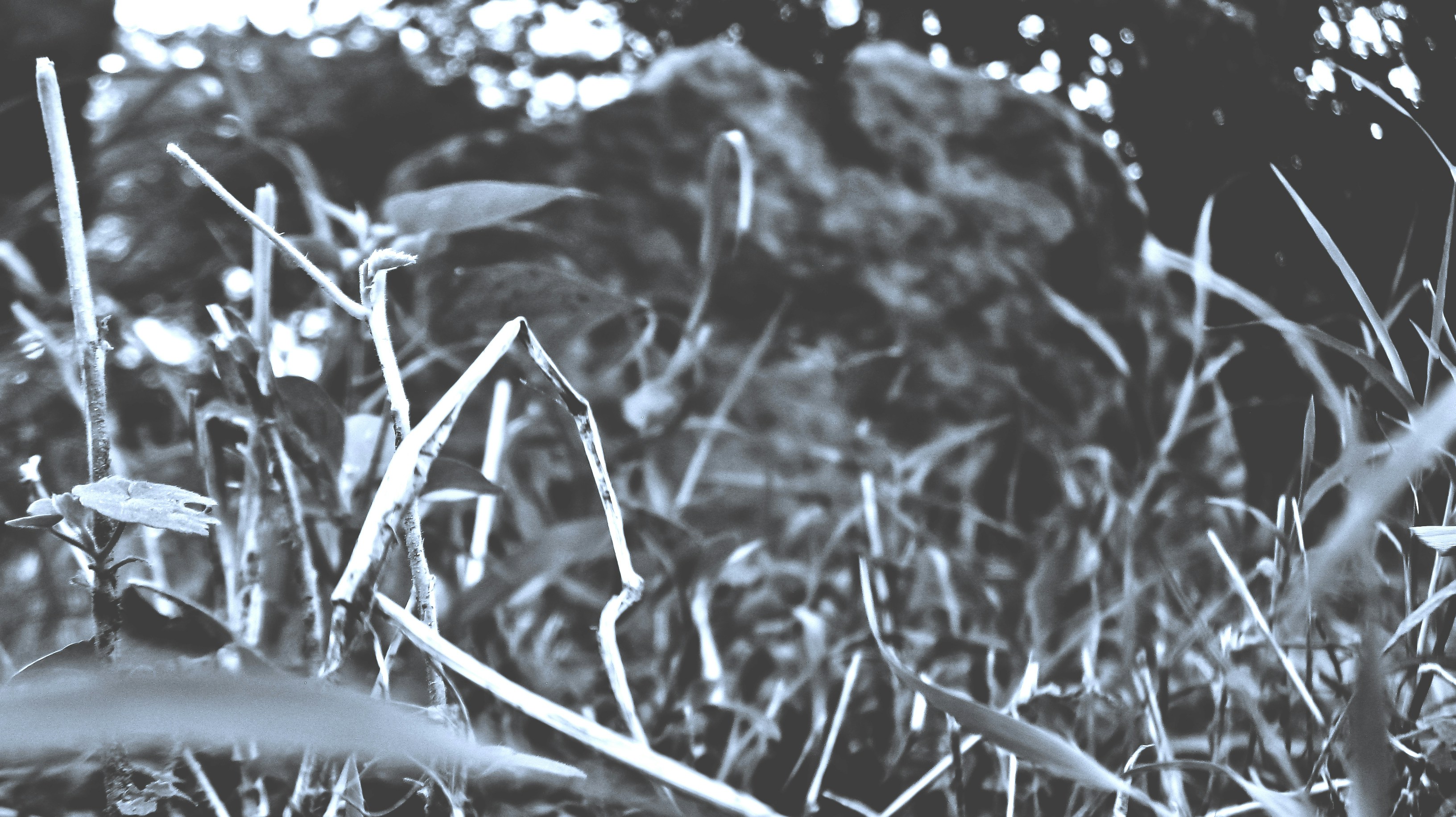 Free Unsplash photo from Somin Khanna