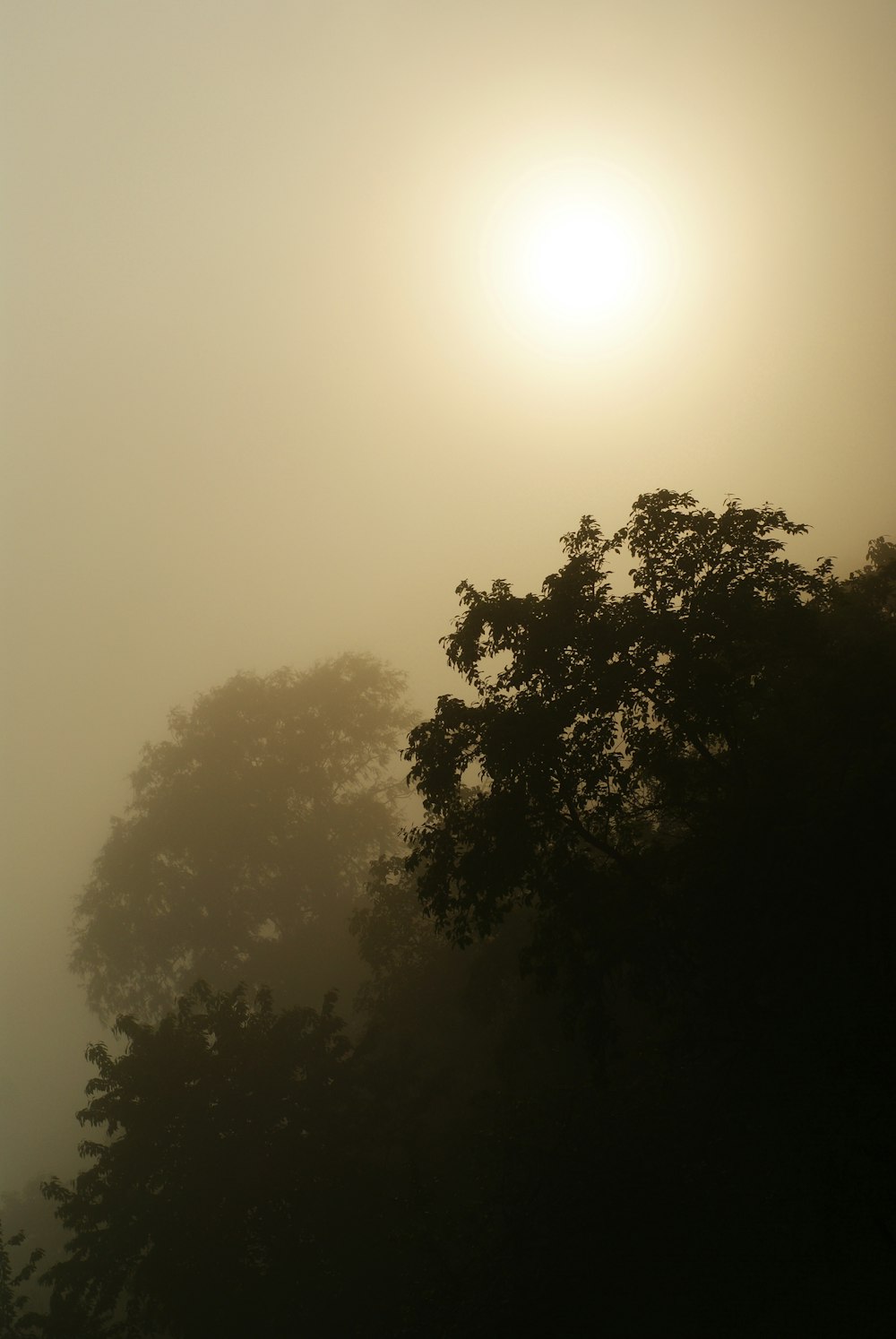 árbol verde