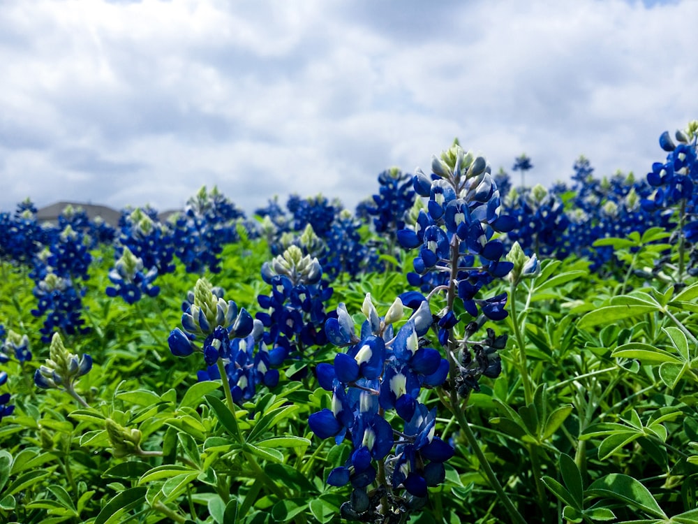 blue petaled flowers