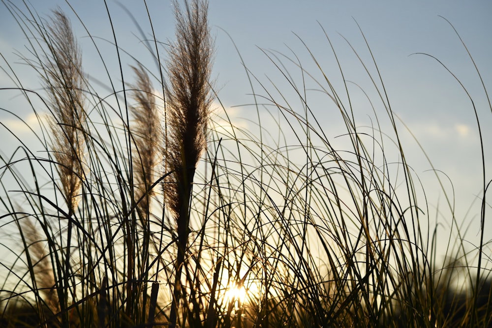 wheat grains during golden hour