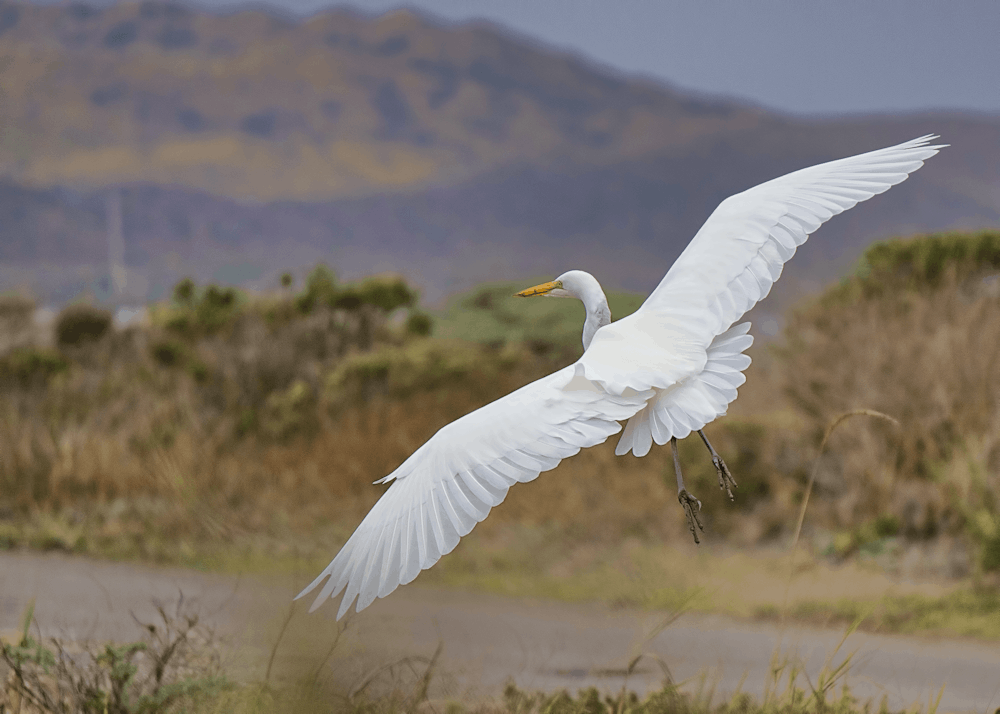 pájaro blanco sobre hierba verde