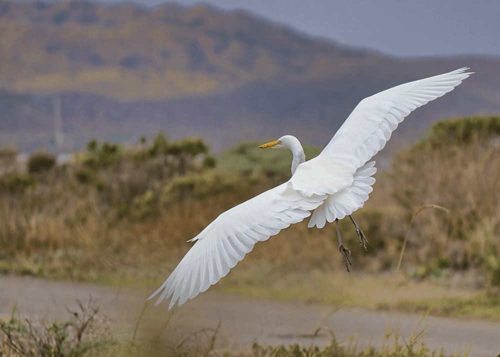Oiseau blanc sur herbe verte