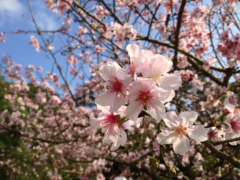 昼間の桜の写真