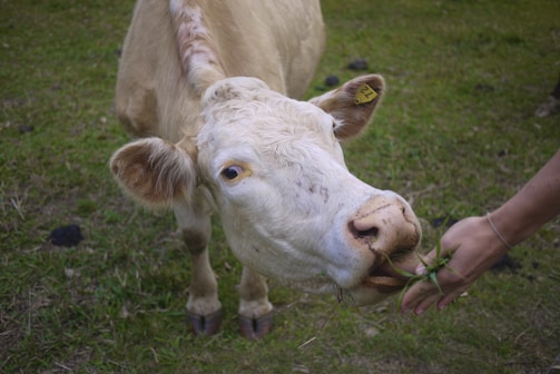 A light-colored cow is being fed grass by a person's hand. The cow is standing on a patch of grassy land, and there is a yellow ear tag visible on its left ear.