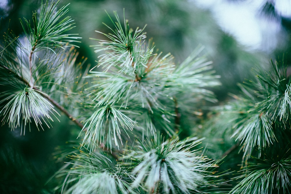 green leaves