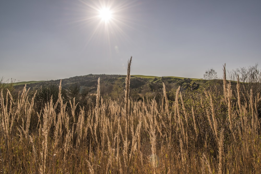 the sun is shining over a grassy hill