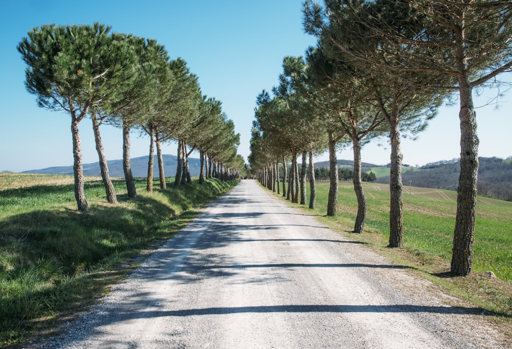 road between trees