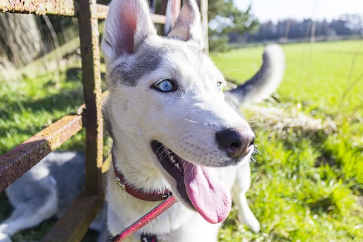 A playful Siberian Husky puppy with bright blue eyes sitting in a grassy field.