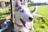A Siberian Husky with bright blue eyes is standing in a sunlit grassy area. The dog's tongue is out, and it looks content and happy. The background includes a rusty metal fence and open green fields.