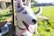 A Siberian Husky with bright blue eyes is standing in a sunlit grassy area. The dog's tongue is out, and it looks content and happy. The background includes a rusty metal fence and open green fields.
