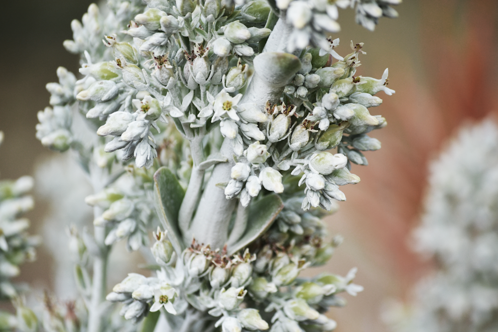 selective focus photography of white petaled flowers