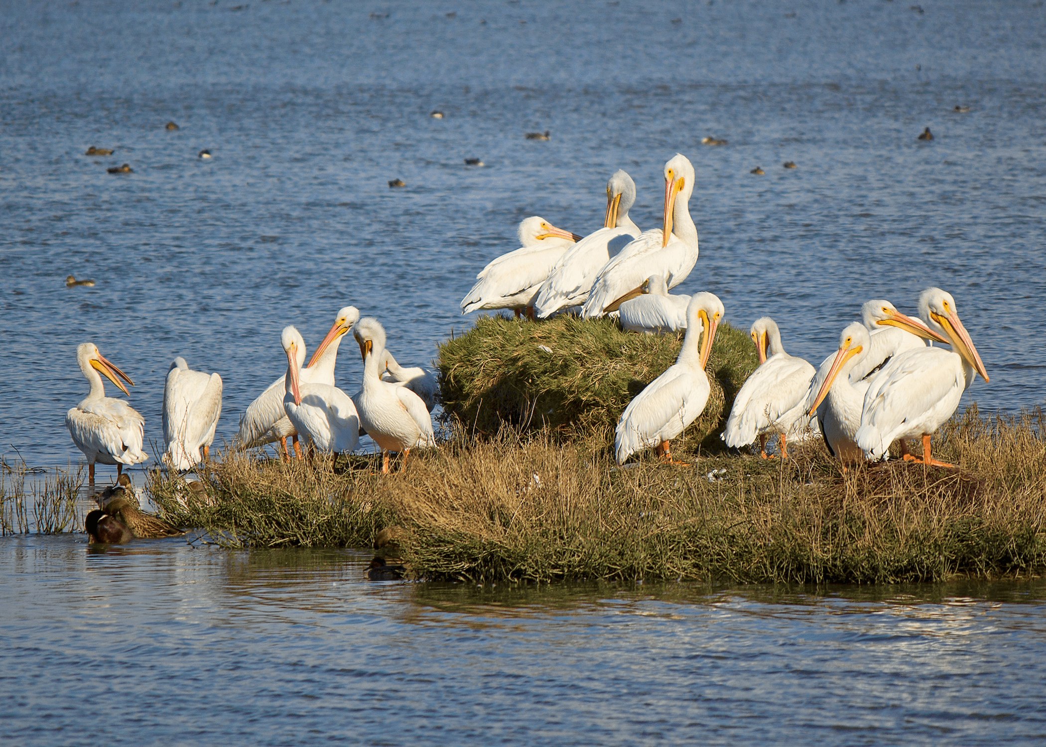 flock of pelican on grass at daytime