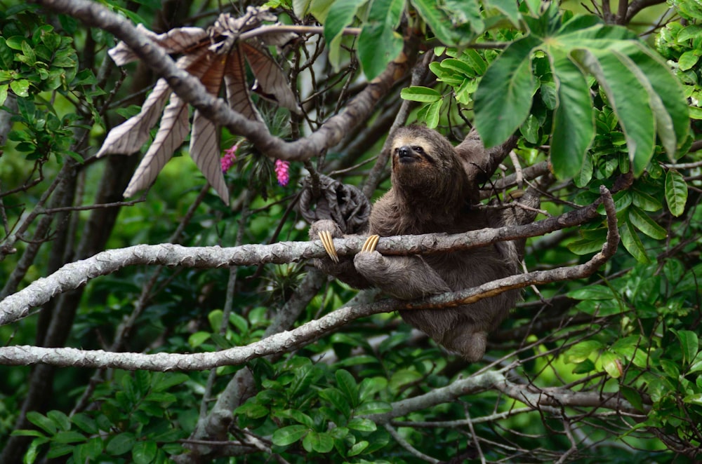 El perezoso marrón trepa a un árbol