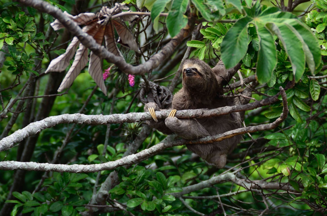 brown sloth climbs tree, Sloth in a tree