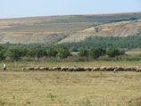 A pastoral scene featuring a shepherd guiding a flock of sheep across a vast, open field. The background includes rolling hills and a line of trees, under a clear blue sky.