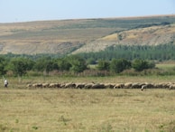 A shepherd guiding a small flock of sheep gently grazing beneath blossoming fruit trees.