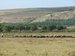 A pastoral scene featuring a shepherd guiding a flock of sheep across a vast, open field. The background includes rolling hills and a line of trees, under a clear blue sky.