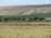 A pastoral scene featuring a shepherd guiding a flock of sheep across a vast, open field. The background includes rolling hills and a line of trees, under a clear blue sky.