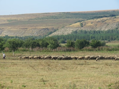 A pastoral scene featuring a shepherd guiding a flock of sheep across a vast, open field. The background includes rolling hills and a line of trees, under a clear blue sky.