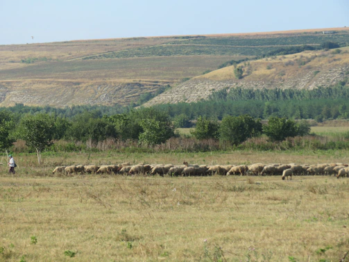 A peaceful image of a shepherd guiding his flock under a golden sunset.