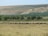 A pastoral scene featuring a shepherd guiding a flock of sheep across a vast, open field. The background includes rolling hills and a line of trees, under a clear blue sky.