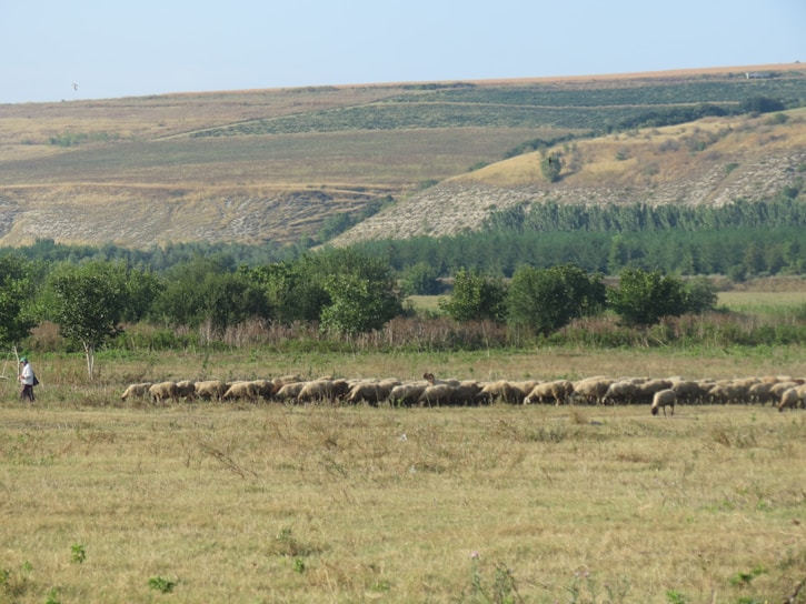 A warm, inviting photo of a shepherd gently guiding his flock through a sunlit field, symbolizing care and protection.