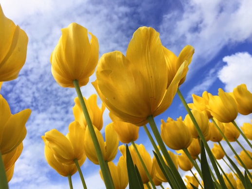 close-up photography of yellow petaled flowers