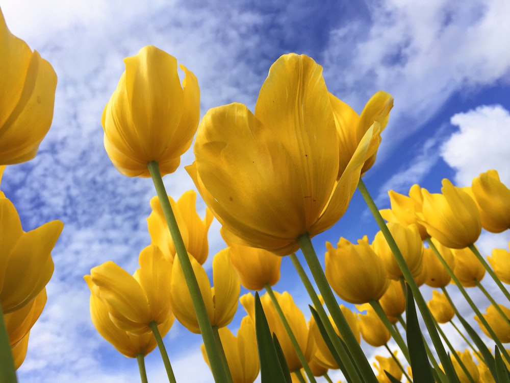 Fotografía de primer plano de flores de pétalos amarillos