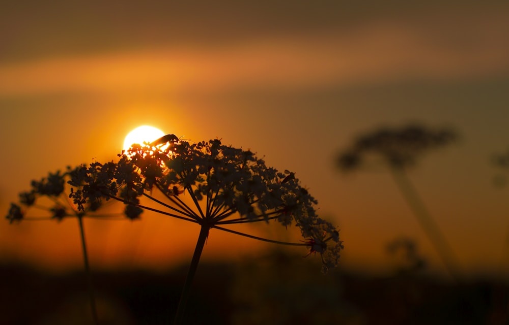 silhouette photo of flower under sunset