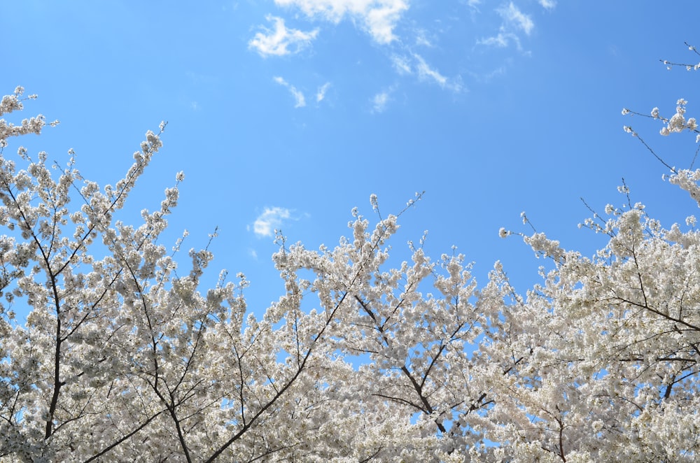 white tree under blue sky